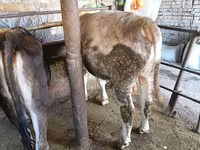 Bulle, Swiss cattle — Foto 7