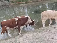 Bull, Auliekol breed — photo 5