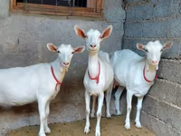 عنزة, Saanen goat — الصورة 1