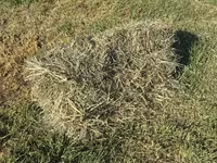 Խոտի տուկ Խառ խոտ — photo 3