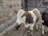 Ցուլ, Simmental cattle — լուսանկար 7