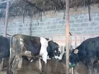 Ցուլ, Խոշոր եղջերավոր — լուսանկար 6