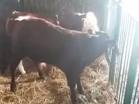 Ցուլ, Simmental cattle — լուսանկար 3