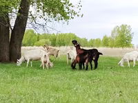 बकरी, Saanen goat — फ़ोटो 3
