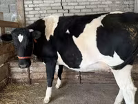 गाय, गोलस्टीन नस्ल — फ़ोटो 2