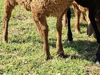 Ziegenbock, Ziegen — Foto 5
