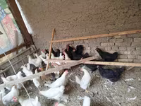 Ayam Cemani — Foto 1
