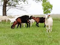 बकरी, Saanen goat — फ़ोटो 4