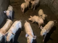 Eber, Schweine — Foto 3
