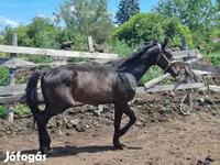 Айғыр, Hungarian horse breed — 6-сурет