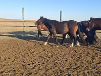 Ձի, New Altai Horse — լուսանկար 2
