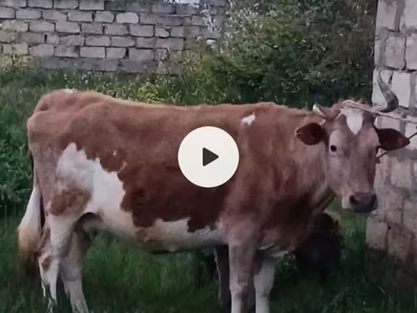 Уй, Азербайжан зебу