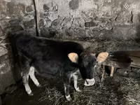 सांड, मवेशी — फ़ोटो 2