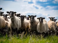 Қошқар, Romanov sheep — 2-сурет