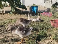 Geese — 3-сурет