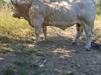ثور, Charolais cattle — الصورة 1