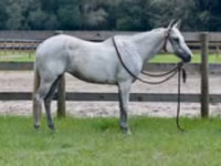 فرس, Quarter Horse — الصورة 2