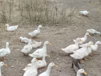 Pekin Alemão — foto 1