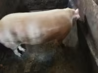 Sow, Pigs — photo 2