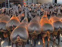 Խոյ, Baerchuke sheep — լուսանկար 1