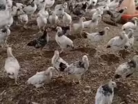 Chickens — الصورة 1