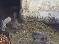 خنازير (دفعة، الجنس غير محدد), Вьетнамская вислобрюхая — الصورة 6