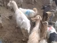 山羊（批次，未指定性别）, Goats — 照片 1