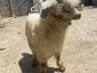 Էգ այծ, Angora goats — լուսանկար 3