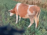 Kuh, Simmental cattle — Foto 4
