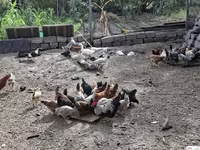 Chickens — photo 5