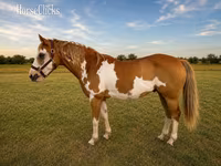 Hengst, American paint horse — Foto 2
