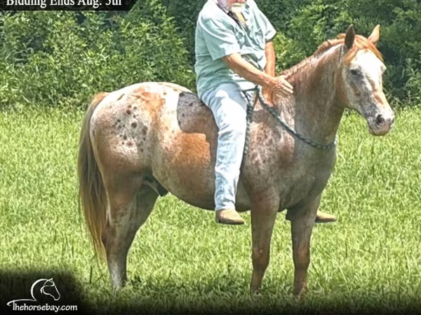 Ձի, Appaloosa