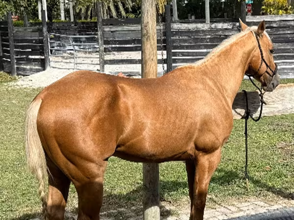 Ձի, Quarter Horse