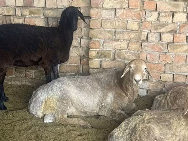 Խոյ, Arashan sheep