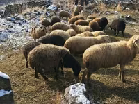 Ram, Sheep — photo 2