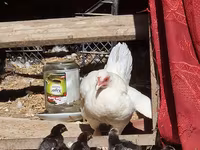 Chickens — الصورة 2