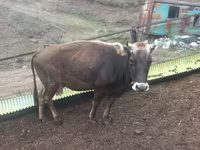 Կով, Խոշոր եղջերավոր — լուսանկար 2