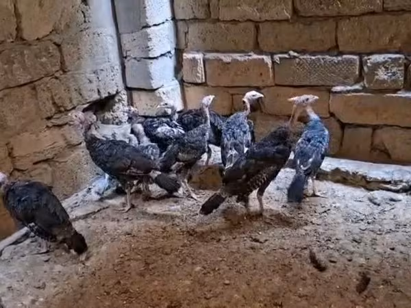 برونز