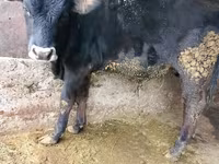 Bulle, Russian Black pied cattle — Foto 1