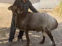 كبش, Hissar sheep — الصورة 3