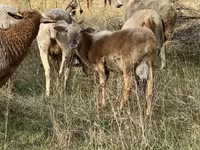 Խոյ, Katum sheep — լուսանկար 3