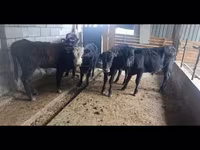 ثور, الماشية — الصورة 6