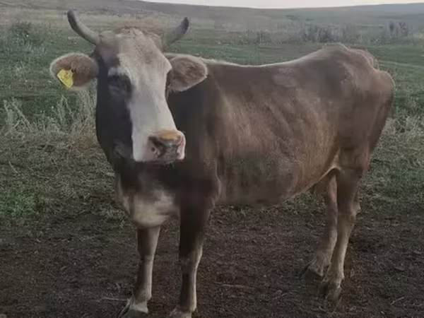 गाय, मवेशी — आर्मेनिया