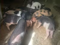 Էգ խոզ, Խոզեր — լուսանկար 2