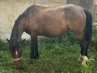 Mare, Horses — photo 3