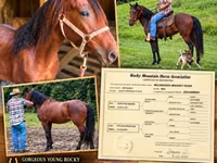 Айғыр, Rocky Mountain Horse — 1-сурет