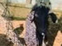 تيس, الماعز — الصورة 7