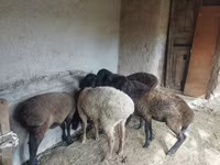 Schaf, Schafe — Foto 2