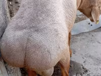 Кочкор, Ордабасин койу — сүрөт 5