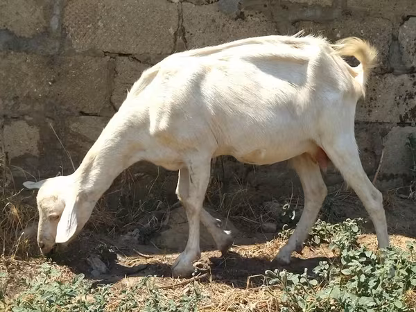 Ziege, Saanen goat